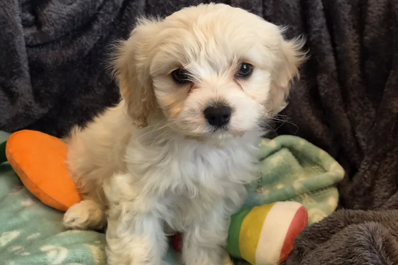 Cavachon