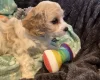 Cavachon