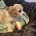 Cavachon