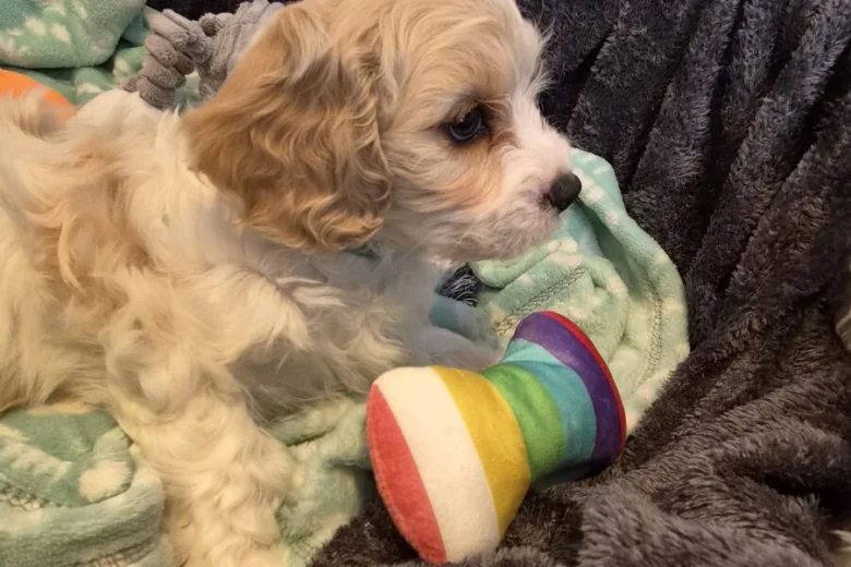 Cavachon