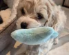 Cavachon