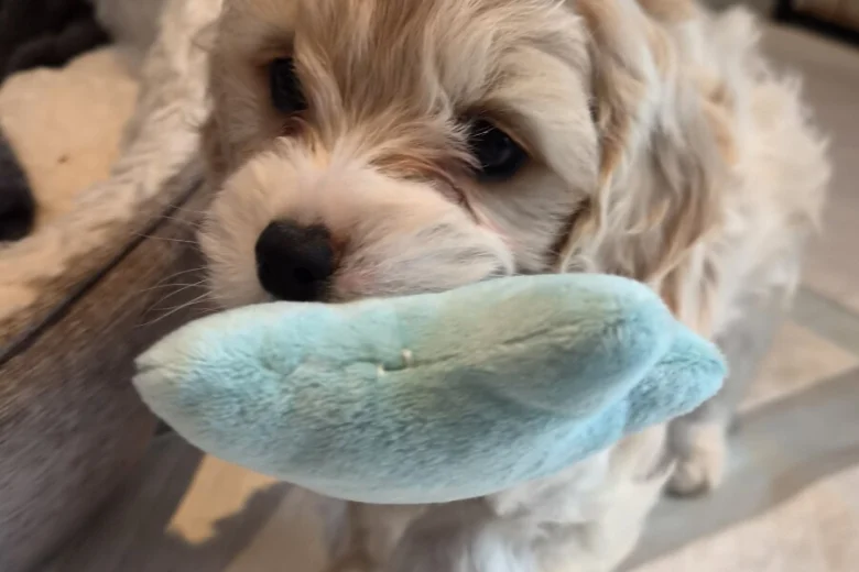 Cavachon