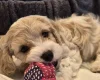Cavachon