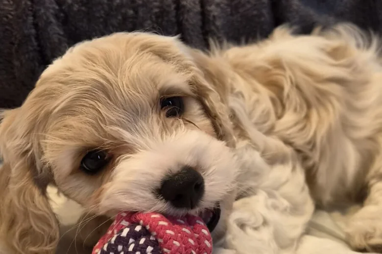 Cavachon