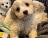 Cavachon