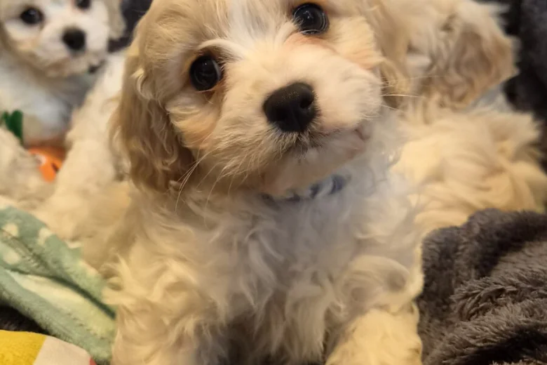 Cavachon