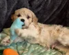 Cavachon