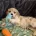 Cavachon