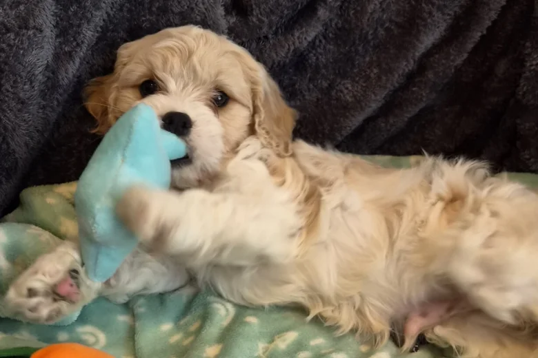 Cavachon