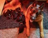 German Shepherd (Alsatian)