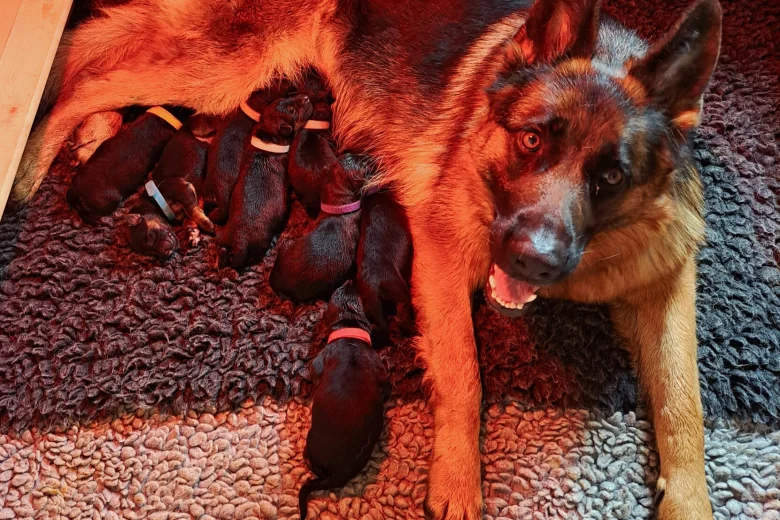 German Shepherd (Alsatian)