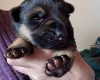 German Shepherd (Alsatian)