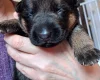 German Shepherd (Alsatian)