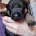 German Shepherd (Alsatian)