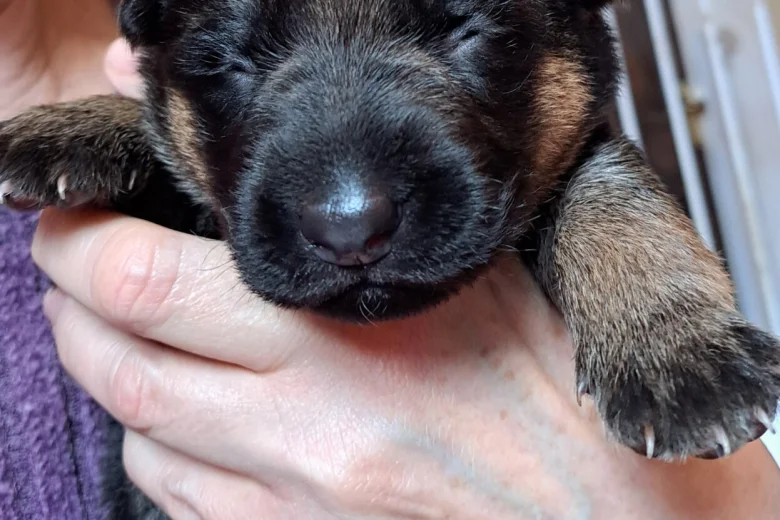 German Shepherd (Alsatian)