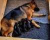 German Shepherd (Alsatian)