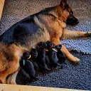 German Shepherd (Alsatian)