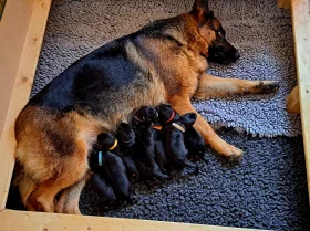 German Shepherd (Alsatian)