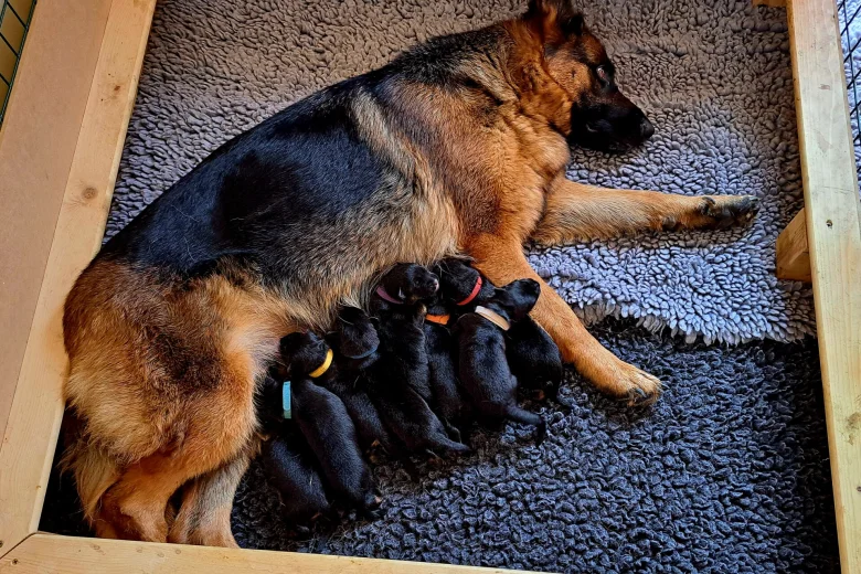 German Shepherd (Alsatian)