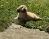 Cockapoo