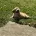 Cockapoo