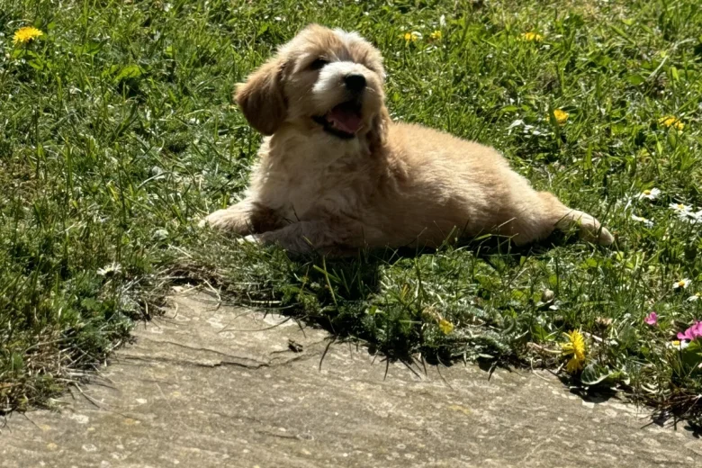 Cockapoo