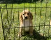 Cockapoo
