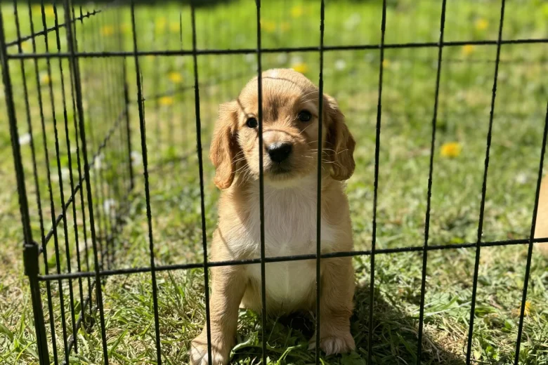 Cockapoo
