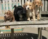 Cockapoo