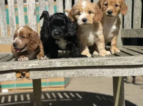 Cockapoo