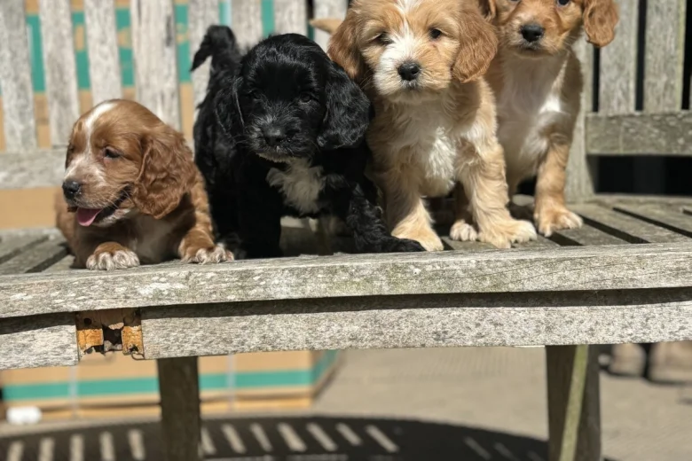 Cockapoo