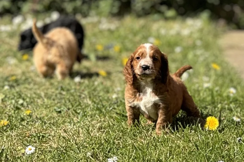 Cockapoo
