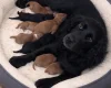 Cockapoo