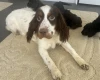 Cockapoo