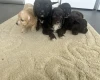 Cockapoo