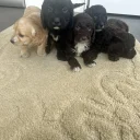 Cockapoo