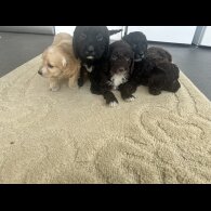 Cockapoo