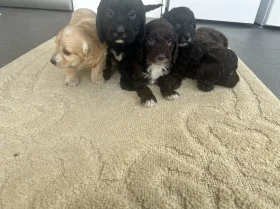 Cockapoo
