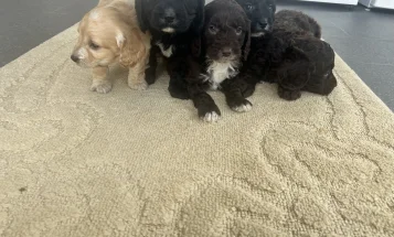 Cockapoo