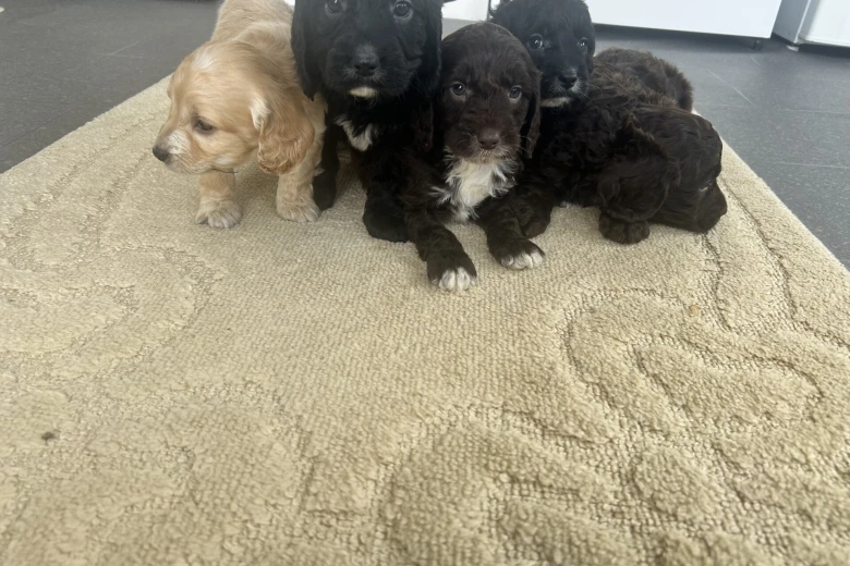 Cockapoo