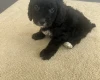 Cockapoo