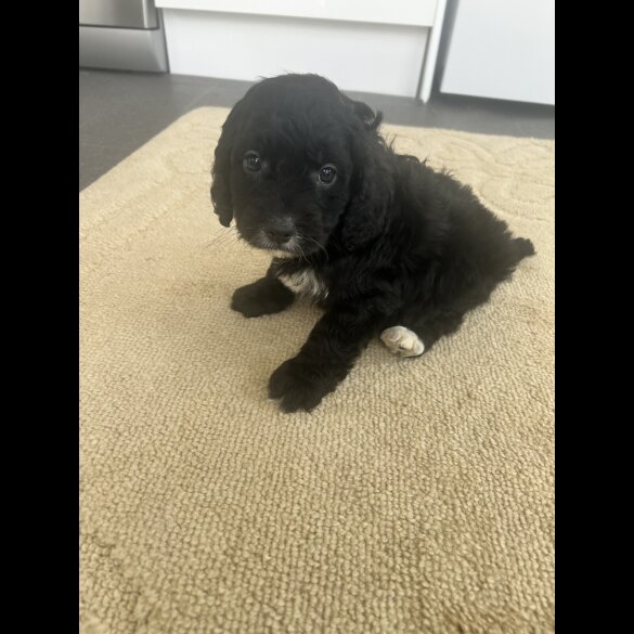 Cockapoo
