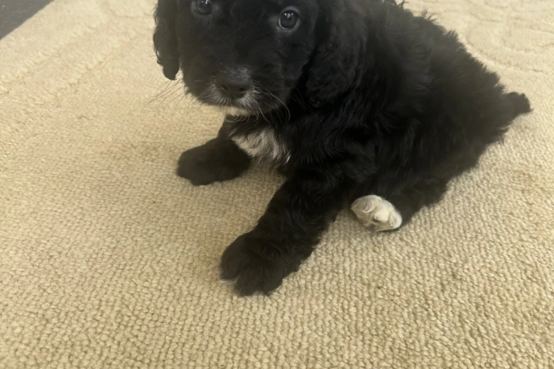 Cockapoo