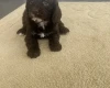 Cockapoo