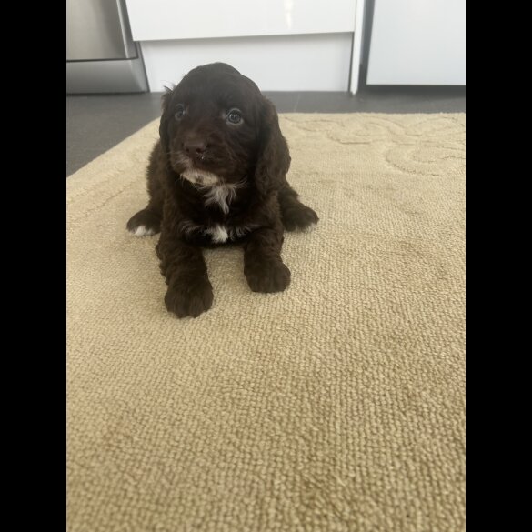 Cockapoo
