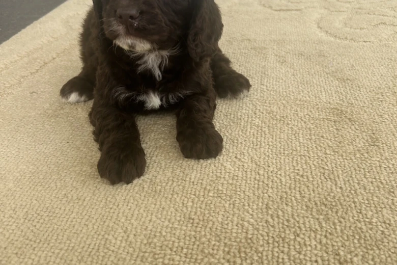 Cockapoo