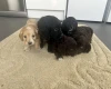 Cockapoo