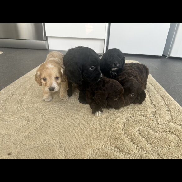 Cockapoo