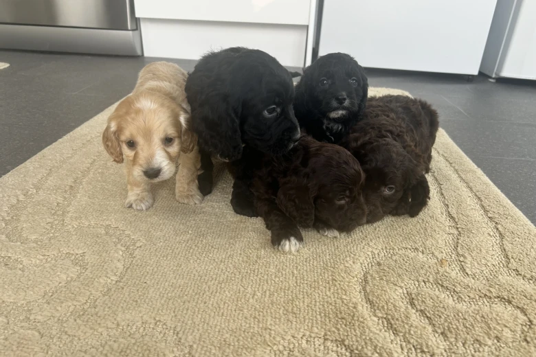 Cockapoo