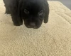 Cockapoo